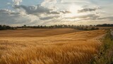 Golden wheat fields extend across the rural landscape beneath a partly cloudy sky, seasonal change