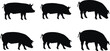 © Ideasy Mind - Silhouette pigs in standing and grazing poses, black farm animal icons, minimal vector design, side view pig postures, livestock illustration, agricultural concept