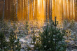 © Kaspars - forest young growth at winter sunset
