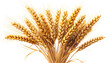 © Fahrun - A close-up of a bundle of ripe, golden wheat stalks against a transparent background