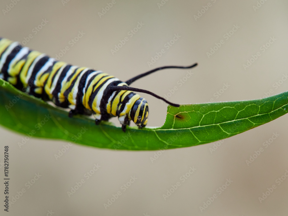 Monarch butterfly caterpillar Danaus plexippus on its host plant ...