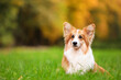 © New Africa - Cute Pembroke Welsh corgi dog in park. Space for text