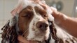 © Rifqi - Close up of a Springer Spaniel's face being washed with foamy soap, eyes closed in relaxation. Concept for pet care products, animal hygiene and the promotion of responsible pet ownership