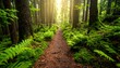 © Jum - A sunlit path winds through a dense, green forest