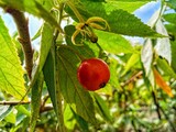 Muntingia fruit is a tropical fruit that taste sweet 