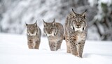 cute lynx family and their habitat in the wild