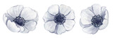 Watercolor set of light blue anemone flower on white background. Hand drawing floral illustration for logo, cards, invitations, posters, stickers, print.