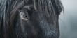 © MNStudio - Close-up of black horse's reflective eye with long lashes in soft winter light and snowy mane details. Majestic equine gaze mystery, serene cold season intimacy vibe.