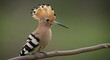© AbdElrahman - Close-up of a beautiful hoopoe bird perched on a thin branch, showcasing its distinctive crest and plumage