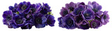 Two bunches of deep purple anemone flowers with dark centers, isolated on transparent background