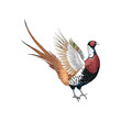 © Fitness and Food - Colorful vector illustration of a flying pheasant with open wings and long tail feathers