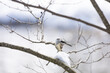 © Junktion - Cute Japanese bird Shima-Enaga resting on a tree branch in winter