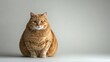 © Wattana - A ginger cat with a white chin and chest sitting on a white surface with a light grey background.