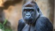 © Wattana - A gorilla with a serious expression, sitting in a naturalistic setting with rocks and greenery.