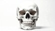 © Bor - A frontal perspective of a human skull against a bright white backdrop. Detailed bone structure, including eye sockets and teeth, is evident