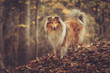 © Renee Heetfeld - Schöner rough Collie sable zobel steht im herbstlichen Waöd auf Lauf, schöm