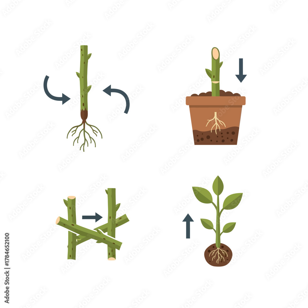 Plant Propagation Process - Step-by-Step Guide for New Growth. Stock ...