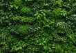 © Chanapa - A beautiful, dense wall of various green plants, showcasing a vibrant vertical garden design that enhances any space with natural beauty ,pattern ,growth ,texture