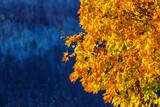 złote liście klonu na tle niebieskawego zimnego tła