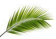 © Labib - Green palm frond leaf isolated on transparent background