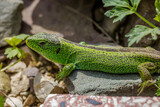 Zauneidechse (Lacerta agilis) Männchen