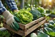 © whitestorm - A person harvesting fresh organic vegetables into a wooden crate in a sunny garden.