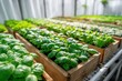 © whitestorm - Rows of thriving basil plants in wooden boxes, showcasing fresh herbs growing in a greenhouse with a focus on sustainable agriculture and vibrant green foliage.