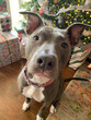 © Happy Medium Tampa - grey dog in front of christmas tree