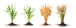 © Hasina - Four stages of wheat growth isolated on transparent background