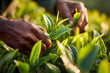 © krasyuk - Tea harvesting process in a lush green tea plantation during early morning hours