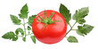 © Wasai - perfect ripe red tomato with vibrant green tomato vine leaves elegantly arranged, captured in a high-quality studio photograph.
