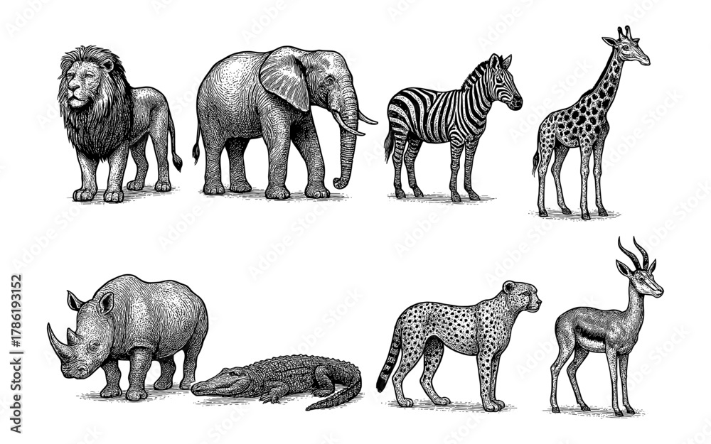 Wild african animals in detailed vintage engraving style illustration