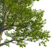 © DH Tree Stock - Quercus cerris tree corner view, cutout, transparent background, isolate, Vibrant green oak tree canopy with detailed branches and leaves
