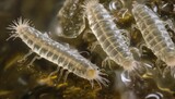 Cave dwelling amphipods, translucent crustaceans in dark environment.