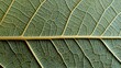 © ArtPixel-Portfolio - Green leaf showing biological veins and cellular structure. Detailed pattern of nature and organic life