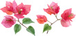 © arif - 2 sets of bougainvillea flowers with different patterns, in clip art style, isolated on white background