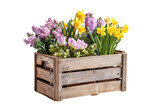 Wooden crate filled with blooming spring flowers daffodils hyacinths tulips image, Png, Isolated on Transparent Background, Cut Out