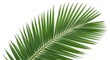 © sarinya - Green Palm Leaf on White Background, Nature, Plant, Tropical
