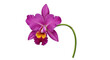 © Solene - Isolated Cattleya orchid, a vibrant tropical flower with elegant petals, vibrant color