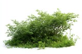 Lush Green Shrubbery on Isolated White Background, Ideal for Landscaping Design and Architectural Visualization