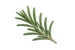 © Michael - Fresh rosemary sprig for culinary use providing aromatic seasoning and herbal flavoring on transparent background