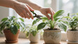 © Olia - Gentle morning light on a person caring for lush houseplants indoors, showcasing moisture on leaves and earthy textures, representing prevention of respiratory diseases through air-purifying plants.