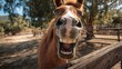 © Giovanna - A funny close-up of a horse showing its big teeth in a wide smile, creating a humorous and cheerful image perfect for animal-themed ads, memes, or fun social media content.