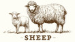 © Art - Double Exposure of a Sheep with the Words Sheep on the Front - Creative Concept