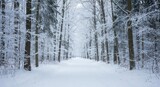 A quiet, snowy path winds deeply into the dense, silent winter forest surrounded by tall, frosted trees and deep white drifts, ice, scenic, seasonal