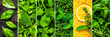 © Fleuronica - Fresh herbs and greens arranged in a vibrant display showcasing various textures and colors in a culinary setting
