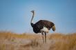 © Auyob Masih - Ostrich bird wildlife animal photography standing in grassland savanna plains