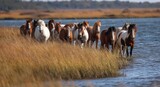 Wild Pony Roundup on Chincoteague Island: A Tour of Virginia's Iconic Annual Event