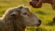 © Faithly Pixels - Spiritual Blessing of Anointed: The tender scene of a sheep receiving a ceremonial anointing, as a hand gently pours oil, symbolizing peace and blessings