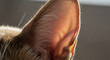 © Platon - Close-up of Cat's Ear Backlit by Golden SunlightA striking, warm close-up photograph of a domestic cat's ear beautifully illuminated by strong backlighting